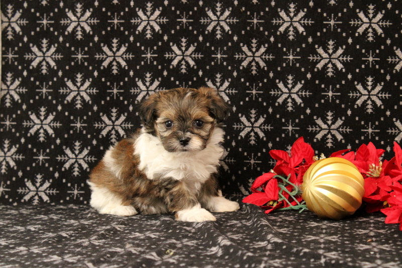 puppy, for, sale, Maltipoo, Matthew B. Stoltzfus, dog, breeder, Gap, PA, dog-breeder, puppy-for-sale, forsale, nearby, find, puppyfind, locator, puppylocator, aca